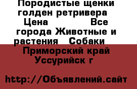 Породистые щенки голден ретривера › Цена ­ 25 000 - Все города Животные и растения » Собаки   . Приморский край,Уссурийск г.